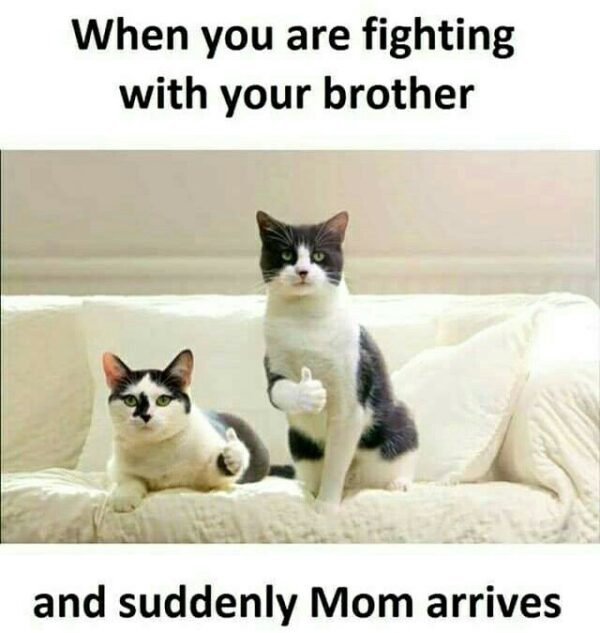 Funny Fighting Memes that are Viral on the Internet - AMJ