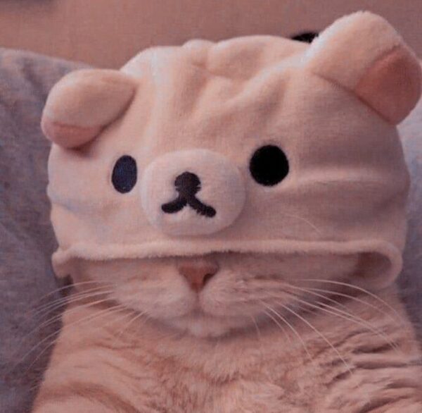 Funny Cat Pfp That Will Make You Laugh Hard Amj