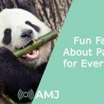 Fun Facts About Pandas for Everyone!