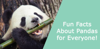 Fun Facts About Pandas for Everyone!