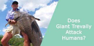 Does Giant Trevally Attack Humans?